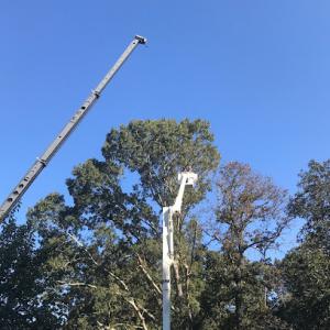 Faulkner Tree Service