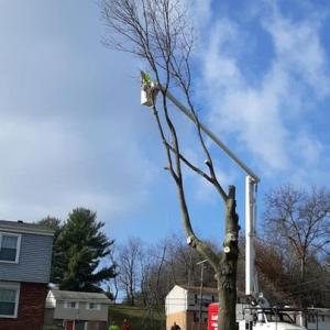 Elyria Tree Service