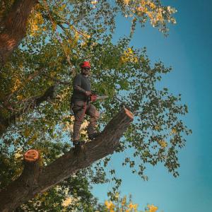 Idaho Tree Solutions