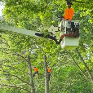 Cross Family Tree Service