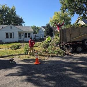 Tree Care Service MN