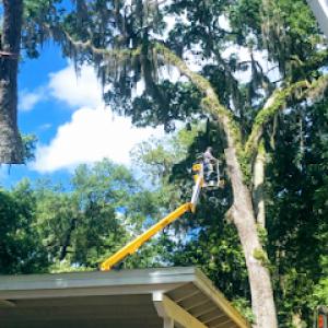 Citrus Tree Service
