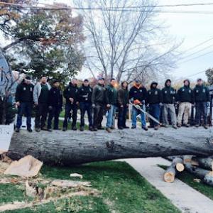 Greencare Tree Service