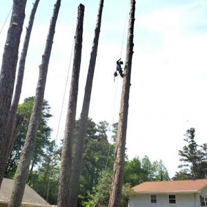 Everlast Tree Services & Stump Grinding