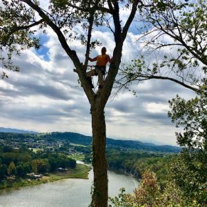 Volunteer Tree Service
