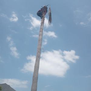 Haltom City Tree Service