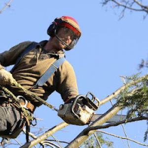 Treeco Tree Care
