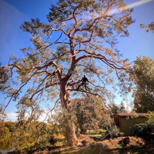 Professional Tree Care