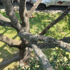 Gilbert Tree Service