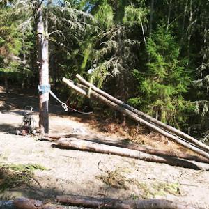 Low Impact Forestry & Tree