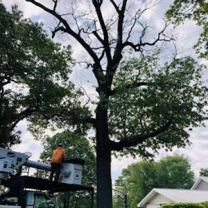 Aaron's Perfect Cut Tree Service