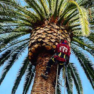 Everest Tree Service