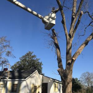 Butler's Tree Service