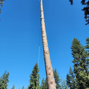 Nelson’s Tree Service