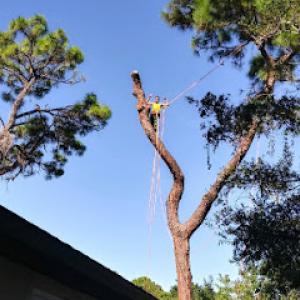 All About Tree Care Svc