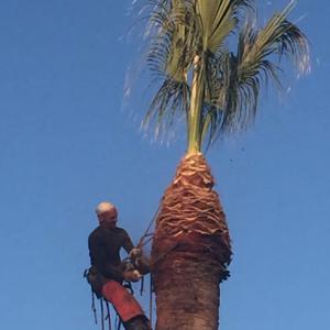 All On Board Tree Service