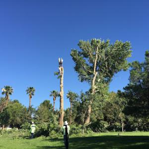 Tree Solutions - Las Vegas