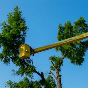 Ripon Tree Service