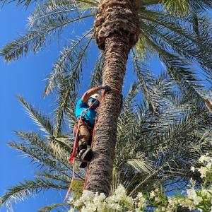 American Tree & Landscape