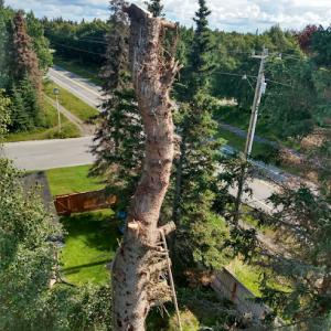 Alaska Tree Company