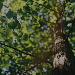 Highplains Tree Service