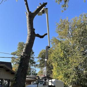 Potter's Tree Service