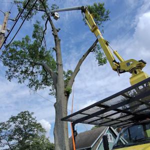 Jacob's Tree Experts