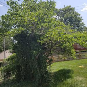 National Tree Service of Kansas City