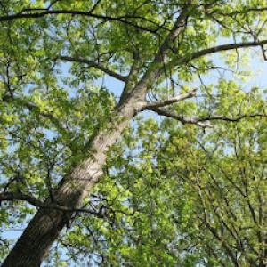 Jensen Lawn & Landscaping & Tree Service