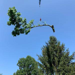 A Economy Tree Service