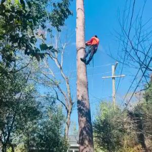 Tapia's Tree Experts & Landscaping