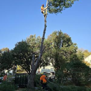 Kane & Sons Tree Care
