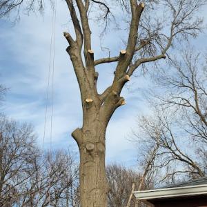 Good Life Tree Service