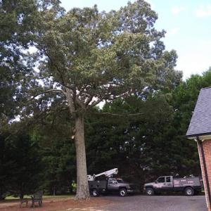 Walnut Ridge Tree Care & Lawn Service