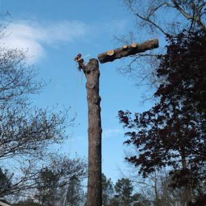 R Lasawi Tree Service