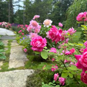 Lovely Earth Gardening