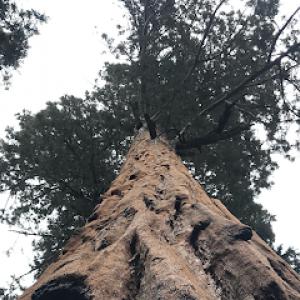 Nature’s Own Tree Service