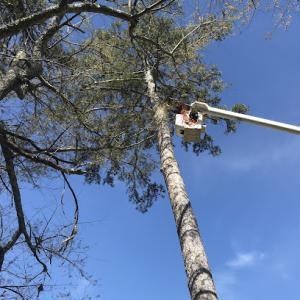 Lee tree service