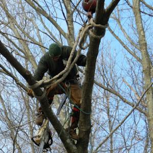 Arbor Care Tree Service