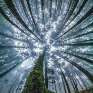 Big Wood Tree Service