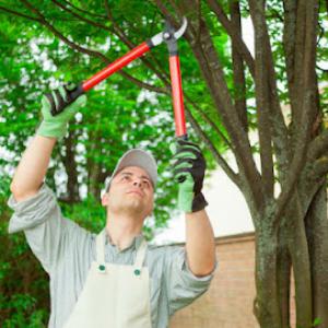 Elite Tree Service | Tree Service, Tree Planting or Removal, Tree Trimmer & Tree Cutting