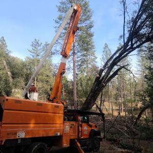 National Tree Work & Nts.