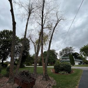 EKJ Tree Service