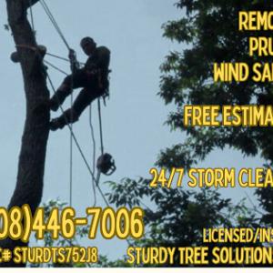 Sturdy Tree Solutions