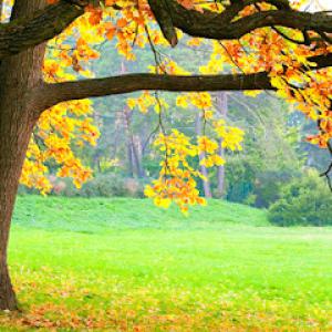 Appalachian Tree Service