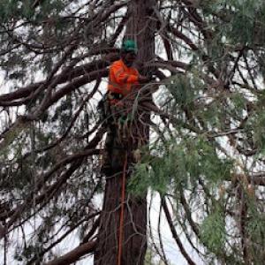 Extreme Tree Service