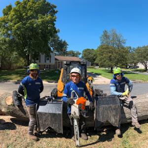 Empire Tree Services
