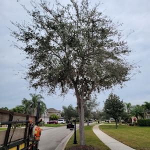 BHL Tree & Land Services