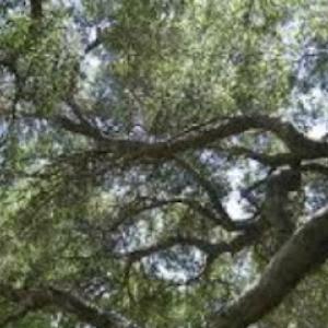 A Fast Response Tree Service