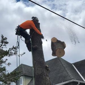 Rivera's Tree Service